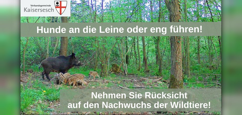 Wildschweine mit Nachwuchs