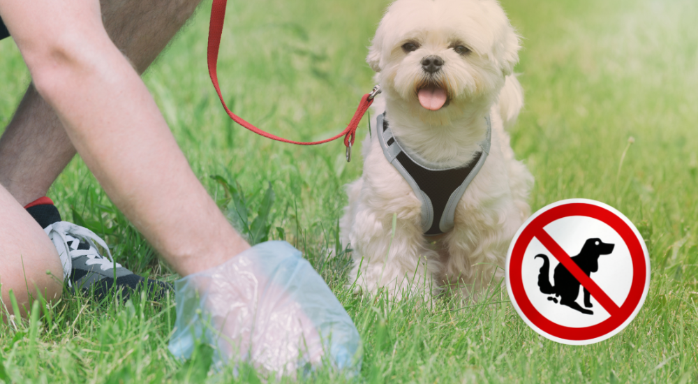 Eine Hand nimmt Hundekot vom Boden auf, während ein Hund danebensteht.