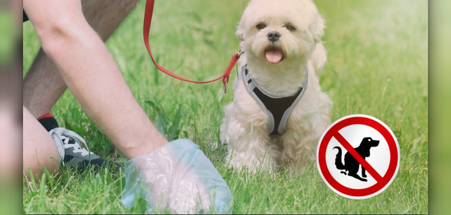 Eine Hand nimmt Hundekot vom Boden auf, während ein Hund danebensteht. Eine Hand nimmt Hundekot vom Boden auf, während ein Hund danebensteht.