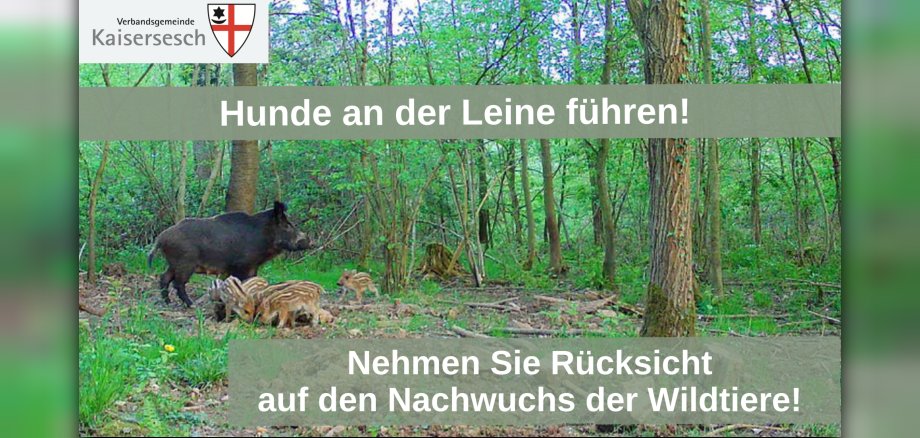 Wildschweine im Wald
