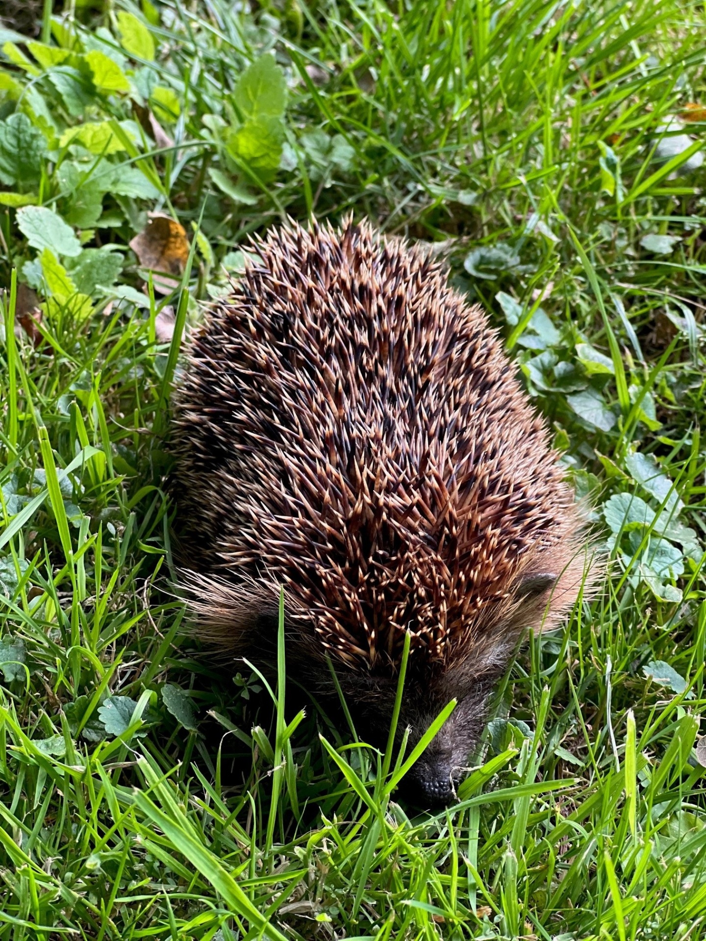 Ein Igel auf einer grünen Wiese 