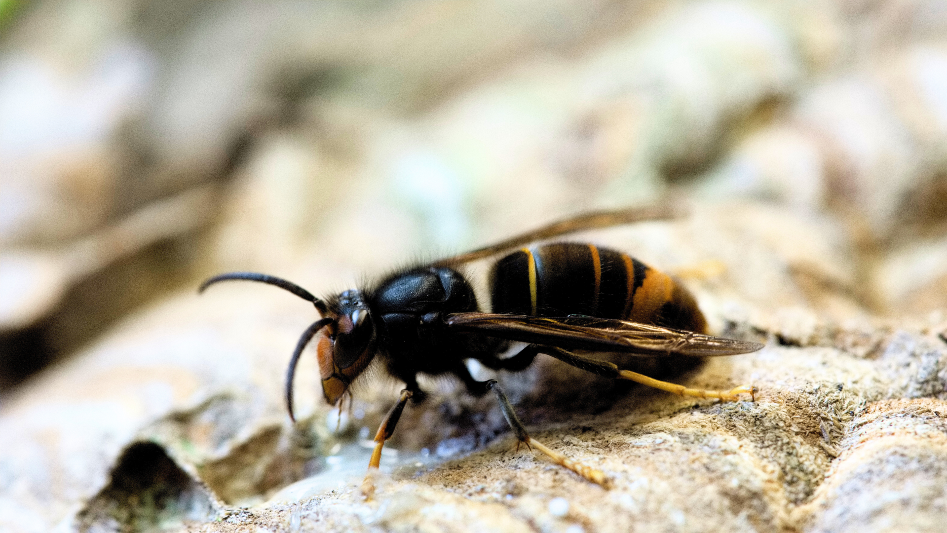 Asiatische Hornisse: Ein Insekt mit dunkelbraunem bis schwarzem Körper und gelben Markierungen.