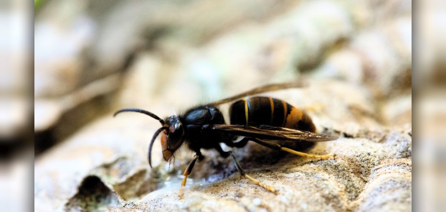 Asiatische Hornisse: Ein Insekt mit dunkelbraunem bis schwarzem Körper und gelben Markierungen.