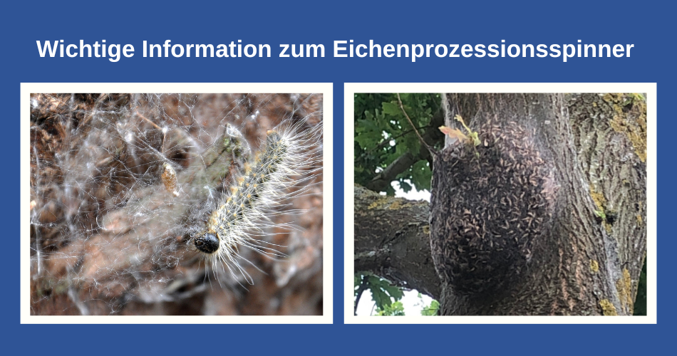 Die obere blaue Fläche des Bildes enthält den deutschen Text "Wichtige Information zum Eichenprozessionsspinner". Darunter sind zwei weiße Rahmen zu sehen, die jeweils ein Bild enthalten. Das linke Bild zeigt eine Nahaufnahme einer Raupe des Eichenprozessionsspinners, die in ihrem Gespinst sitzt. Die Raupe ist langgestreckt, mit einem dunklen Kopf und einem Körper, der von langen, weißen Haaren bedeckt ist. Das Gespinst ist dicht und fadenartig, und man kann auch ein kleines, oval-förmiges Objekt darin erkennen, möglicherweise eine Eizelle oder einen Kokon. Der Hintergrund ist unscharf und zeigt die Borke eines Baumes in Braun- und Grautönen. Die Farben sind gedämpft, mit dominanten Weiß- und Brauntönen. Die Komposition ist eng, fokussiert auf die Raupe und das Gespinst. Das rechte Bild zeigt einen dicken Baumstamm mit einer Ansammlung von Eichenprozessionsspinner-Raupen. Die Raupen sind klein und dicht beieinander auf der Baumrinde versammelt, die dunkelbraun und leicht grünlich von Moos oder Flechten ist. Sie bilden eine fast ovale Masse, die sich an den Stamm schmiegt. Man kann auch einige Blätter und Äste des Baumes im grünen und braunen Hintergrund erkennen. Die Komposition ist breiter angelegt als im linken Bild und zeigt die schiere Anzahl der Raupen in ihrem natürlichen Lebensraum. Die Farben sind hier natürlicher, mit Grün-, Braun- und Grautönen. Beide Bilder sind nebeneinander platziert und vermitteln zusammen die Thematik des Eichenprozessionsspinners. Die Gesamtanordnung ist horizontal und symmetrisch, mit dem Text darüber, der den Inhalt der Bilder ankündigt.