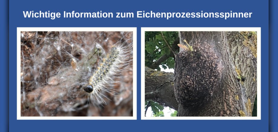 Abbildungen vom Eichenprozessionsspinner Die obere blaue Fläche des Bildes enthält den deutschen Text "Wichtige Information zum Eichenprozessionsspinner". Darunter sind zwei weiße Rahmen zu sehen, die jeweils ein Bild enthalten. Das linke Bild zeigt eine Nahaufnahme einer Raupe des Eichenprozessionsspinners, die in ihrem Gespinst sitzt. Die Raupe ist langgestreckt, mit einem dunklen Kopf und einem Körper, der von langen, weißen Haaren bedeckt ist. Das Gespinst ist dicht und fadenartig, und man kann auch ein kleines, oval-förmiges Objekt darin erkennen, möglicherweise eine Eizelle oder einen Kokon. Der Hintergrund ist unscharf und zeigt die Borke eines Baumes in Braun- und Grautönen. Die Farben sind gedämpft, mit dominanten Weiß- und Brauntönen. Die Komposition ist eng, fokussiert auf die Raupe und das Gespinst. Das rechte Bild zeigt einen dicken Baumstamm mit einer Ansammlung von Eichenprozessionsspinner-Raupen. Die Raupen sind klein und dicht beieinander auf der Baumrinde versammelt, die dunkelbraun und leicht grünlich von Moos oder Flechten ist. Sie bilden eine fast ovale Masse, die sich an den Stamm schmiegt. Man kann auch einige Blätter und Äste des Baumes im grünen und braunen Hintergrund erkennen. Die Komposition ist breiter angelegt als im linken Bild und zeigt die schiere Anzahl der Raupen in ihrem natürlichen Lebensraum. Die Farben sind hier natürlicher, mit Grün-, Braun- und Grautönen. Beide Bilder sind nebeneinander platziert und vermitteln zusammen die Thematik des Eichenprozessionsspinners. Die Gesamtanordnung ist horizontal und symmetrisch, mit dem Text darüber, der den Inhalt der Bilder ankündigt.