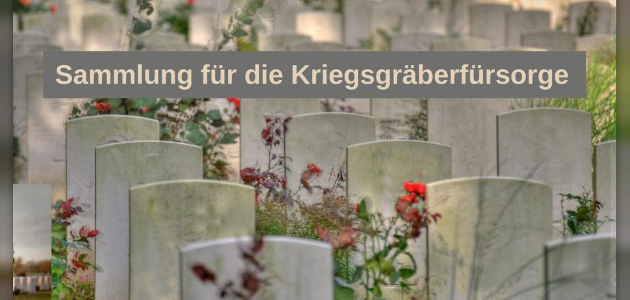 Sammlung Kriegsgräberfürsorge Graue Grabsteine stehen auf einem gepflegten Friedhof zwischen roten Rosen und Grünpflanzen. Oben im Bild steht: „Sammlung für die Kriegsgräberfürsorge“.